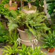 Simegarden Polystichum polyblepharum