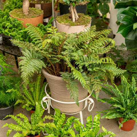 Simegarden Polystichum polyblepharum