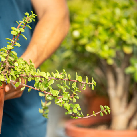 Simegarden Portulacaria afra