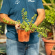 Simegarden Portulacaria afra 17 cm