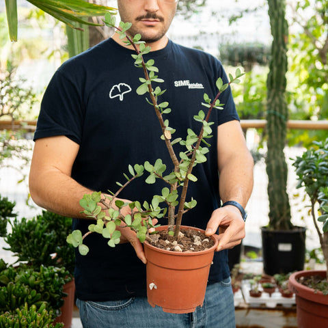 portulacaria afra commestibile Portulacaria afra – Simegarden