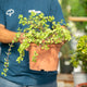Simegarden Portulacaria afra 24 cm