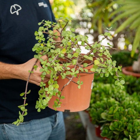 portulacaria afra commestibile Portulacaria afra – Simegarden