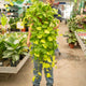 Simegarden Pothos Neon 18-20 cm - XXL