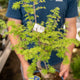 Simegarden Pseudolarix amabilis bonsai 23 cm