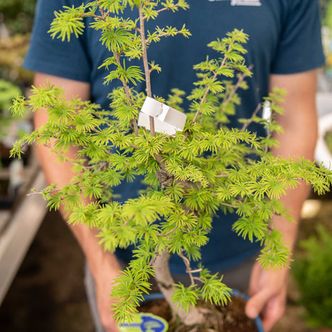 Simegarden Pseudolarix amabilis bonsai 23 cm
