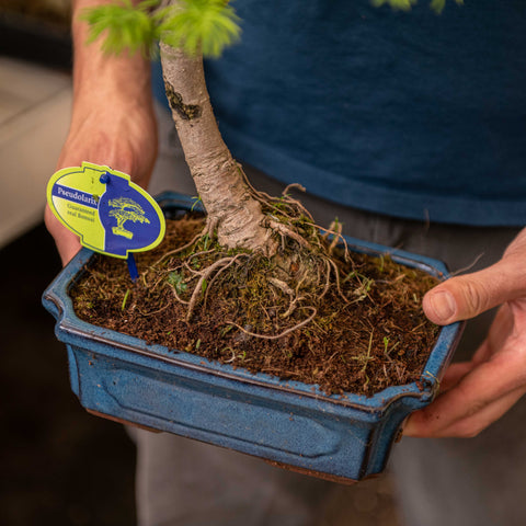 Simegarden Pseudolarix amabilis bonsai 23 cm