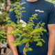 Simegarden Pseudolarix amabilis bonsai 23 cm