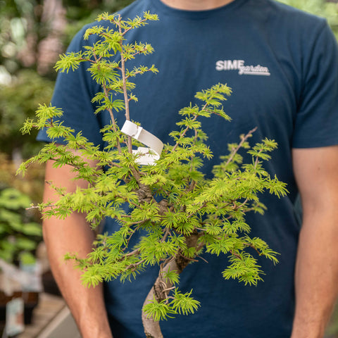 Simegarden Pseudolarix amabilis bonsai 23 cm