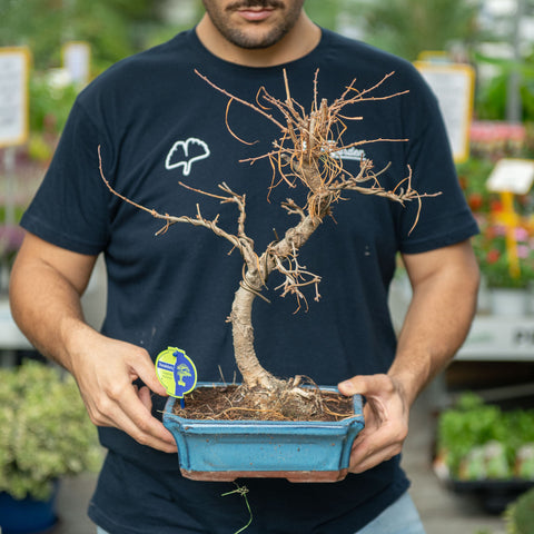 Simegarden Pseudolarix bonsai 24 cm - blu / quasi in riposo vegetativo
