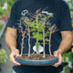 Simegarden Pseudolarix bonsai 29.5 cm - boschetto / quasi in riposo vegetativo