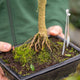 Simegarden Pseudolarix bonsai