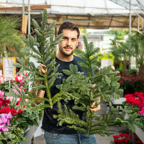 Simegarden Rami di abete per decorazioni