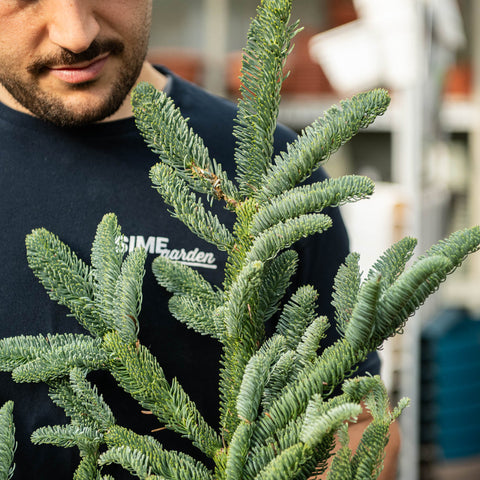 Simegarden Rami di abete per decorazioni