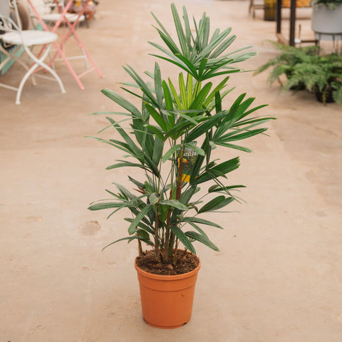 Simegarden Raphis excelsa 22 cm