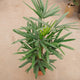 Simegarden Raphis excelsa 22 cm
