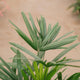 Simegarden Raphis excelsa 22 cm