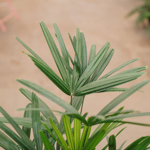 Simegarden Raphis excelsa 22 cm