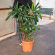 Simegarden Raphis excelsa 22 cm