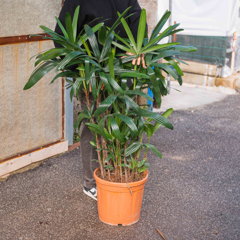 Simegarden Raphis excelsa 22 cm