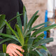 Simegarden Raphis excelsa 22 cm