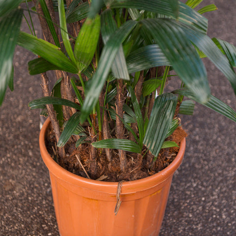Simegarden Raphis excelsa 22 cm