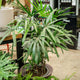 Simegarden Raphis excelsa 28-30 cm