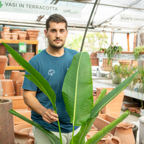 Simegarden Ravenala madagascariensis 24 cm