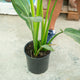 Simegarden Ravenala madagascariensis 24 cm