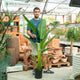 Simegarden Ravenala madagascariensis 24 cm