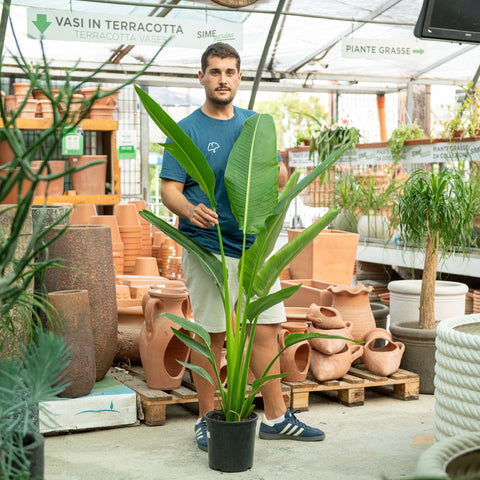 Simegarden Ravenala madagascariensis 24 cm
