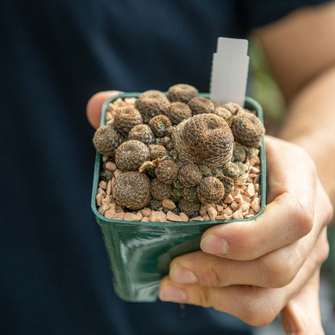 Simegarden Rebutia heliosa 8 cm
