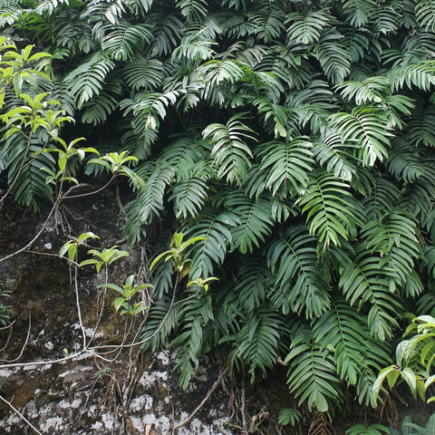 Simegarden Rhaphidophora decursiva