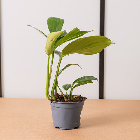 Simegarden Rhaphidophora decursiva