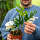 Simegarden Rhaphidophora tetrasperma variegata 12 cm