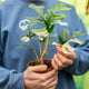 Simegarden Rhaphidophora tetrasperma variegata 12 cm