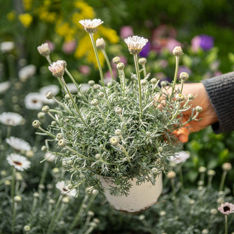 Simegarden Rhodanthemum 14 cm