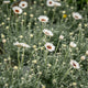 Simegarden Rhodanthemum 14 cm
