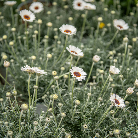 Simegarden Rhodanthemum 14 cm