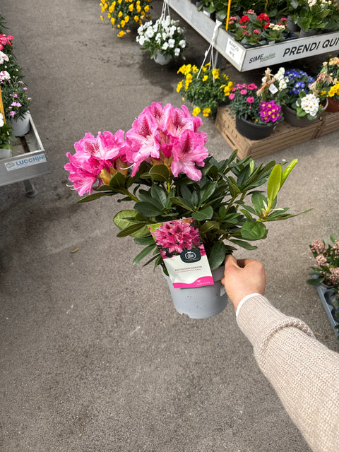 Simegarden Rododendro 17 cm - OFFERTA / Rosa
