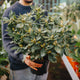 Simegarden Rododendro