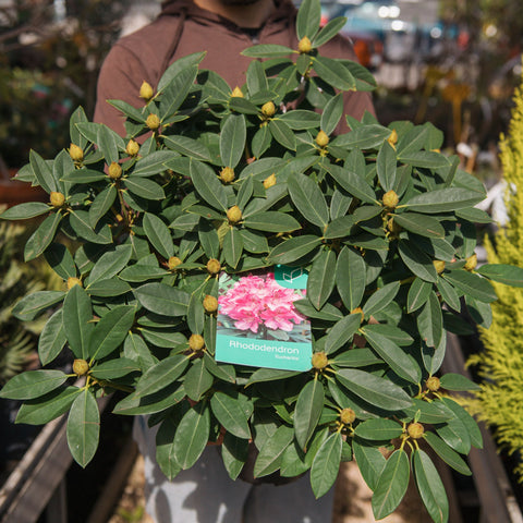Simegarden Rododendro