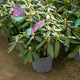 Simegarden Rododendro