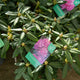 Simegarden Rododendro