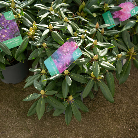 Simegarden Rododendro