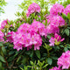 Simegarden Rododendro