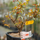 Simegarden Rosa Chippendale 18 cm