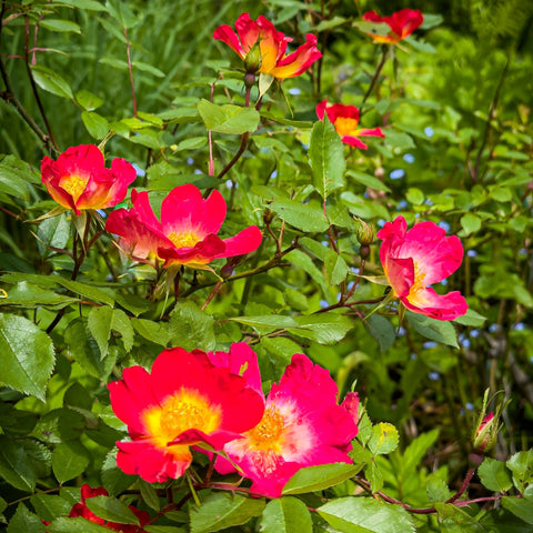 Simegarden Rosa cocktail rampicante 18 cm