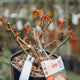 Simegarden Rosa Double Delight 18 cm