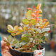 Simegarden Rosa Papa Giovanni Paolo II 18 cm